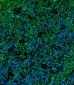 IL2RG Antibody (N-term)